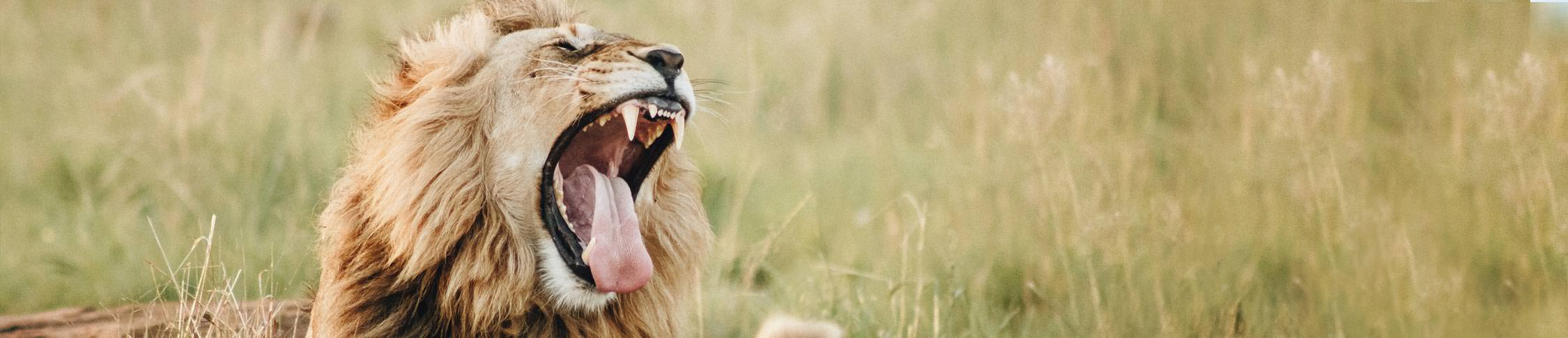 טיולים פרטיים לאפריקה לנוסע העצמאי