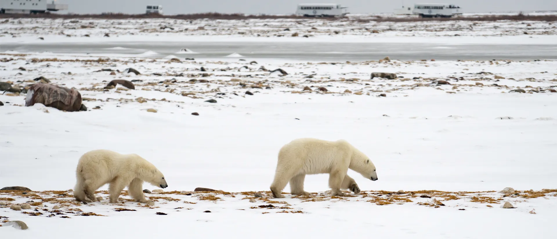 טיול לקנדה - 11 יום - דובי קוטב וצבעי שלכת