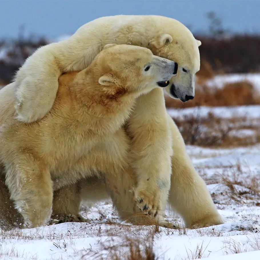 טיול לקנדה - 11 יום - דובי קוטב וצבעי שלכת