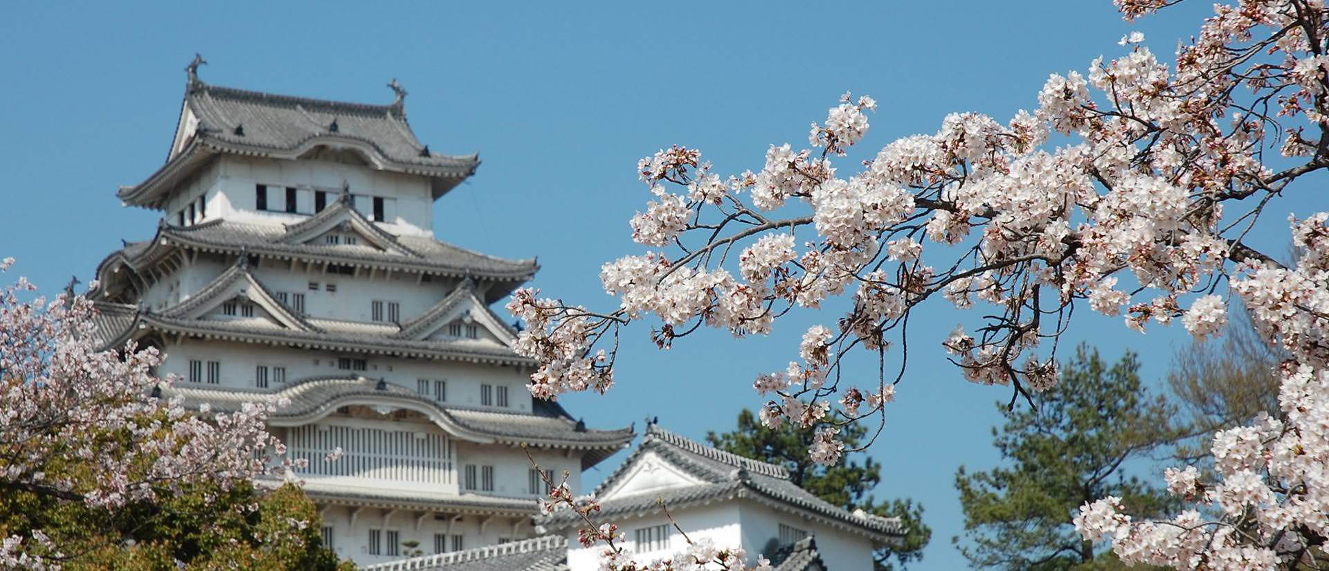 7 פסטיבלים שלא תרצו להחמיץ ביפן - פריחת הדובדבן