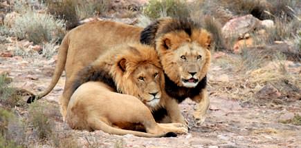 טיול מאורגן לדרום אפריקה - אריות בפארק קרוגר