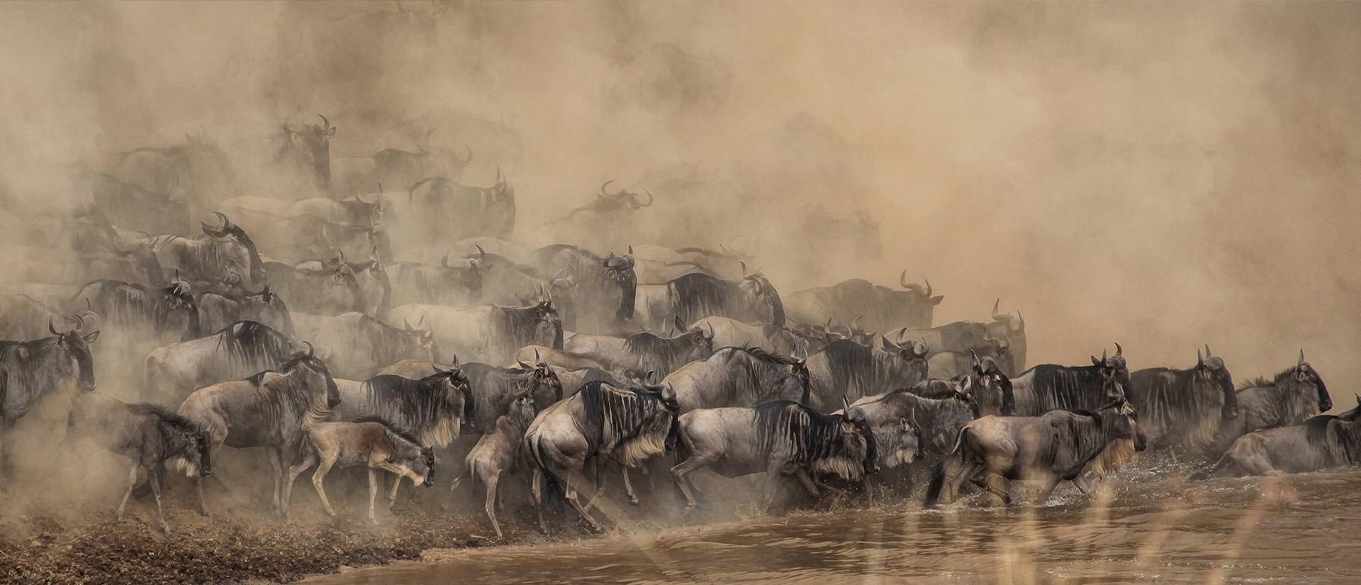 טיול ספארי בטנזניה - 8 ימים - בעקבות הנדידה הגדולה כולל טיסה פנימית!