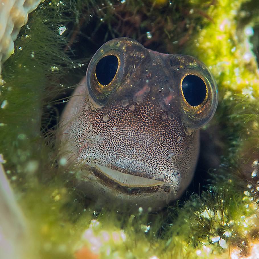 ספארי צלילה באינדונזיה - 16 יום - אלמוגים ודרקונים באינדונזיה ספארי צלילה באינדונזיה - 16 יום - אלמוגים ודרקונים באינדונזיה
