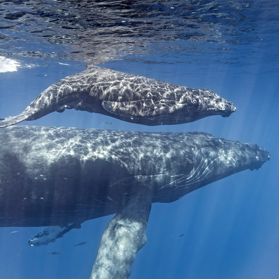ספארי צלילה במוזמביק - 12 יום - בעקבות הלווייתנים במוזמביק ספארי צלילה במוזמביק - 12 יום - בעקבות הלווייתנים במוזמביק