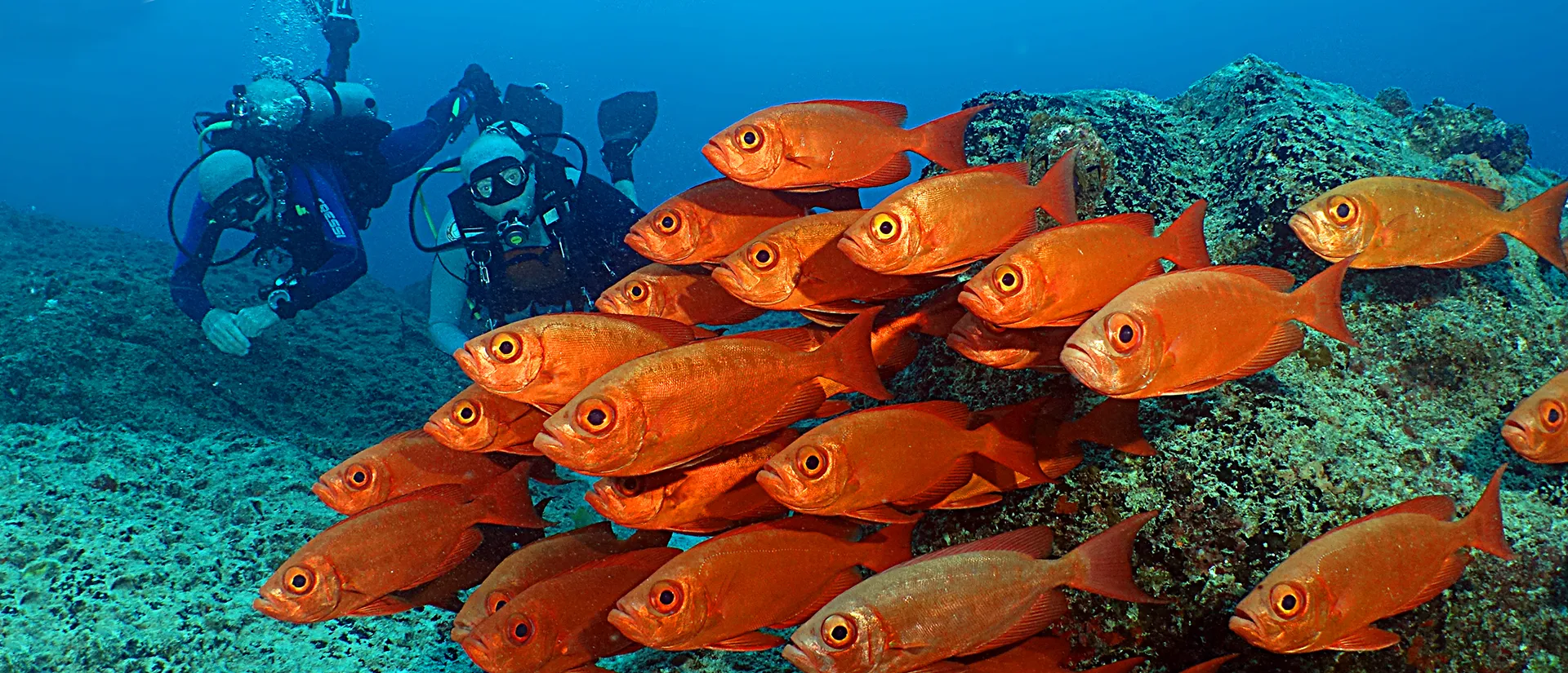 ספארי צלילה באיי סיישל - 8 ימים - הפלגת צלילה וטבע בסיישל