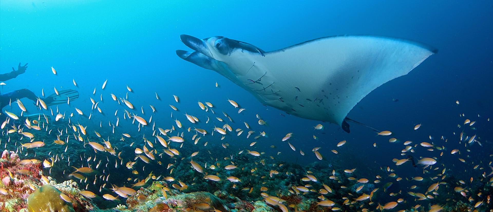 ספארי צלילה באיים המלדיביים - 13 יום - מלדיביים דרומי ענק