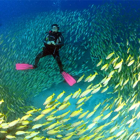 ספארי צלילה באיי סיישל - 8 ימים - הפלגת צלילה וטבע בסיישל ספארי צלילה באיי סיישל - 8 ימים - הפלגת צלילה וטבע בסיישל