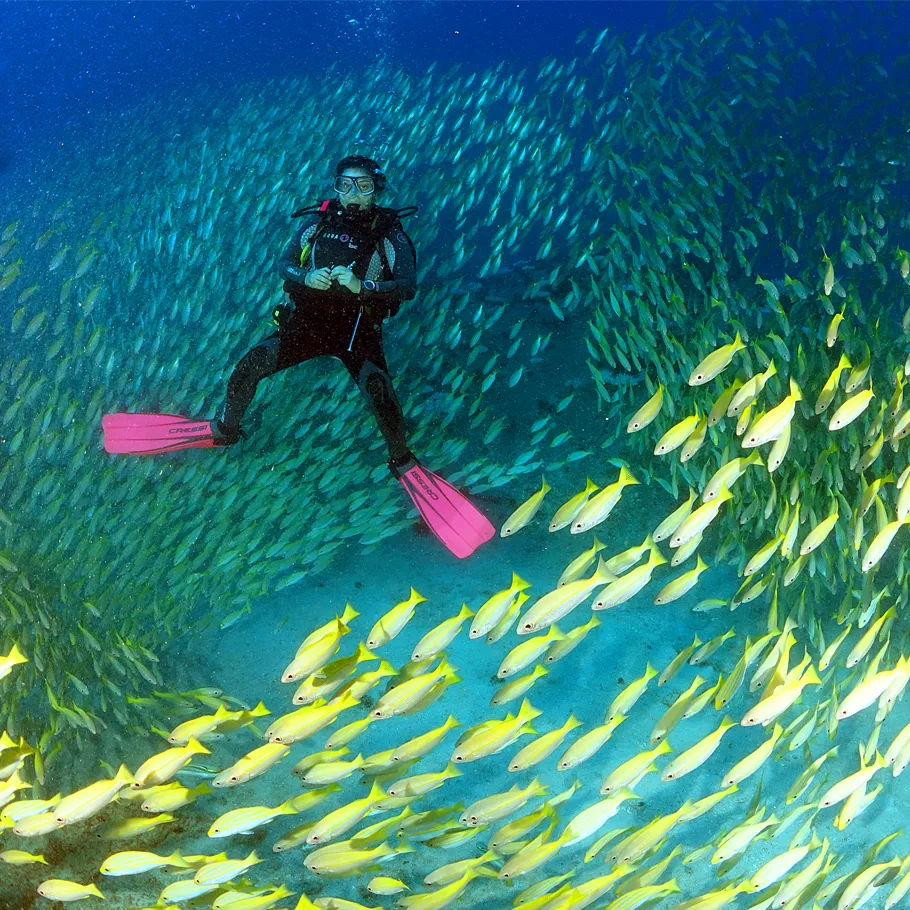 ספארי צלילה באיי סיישל - 8 ימים - הפלגת צלילה וטבע בסיישל