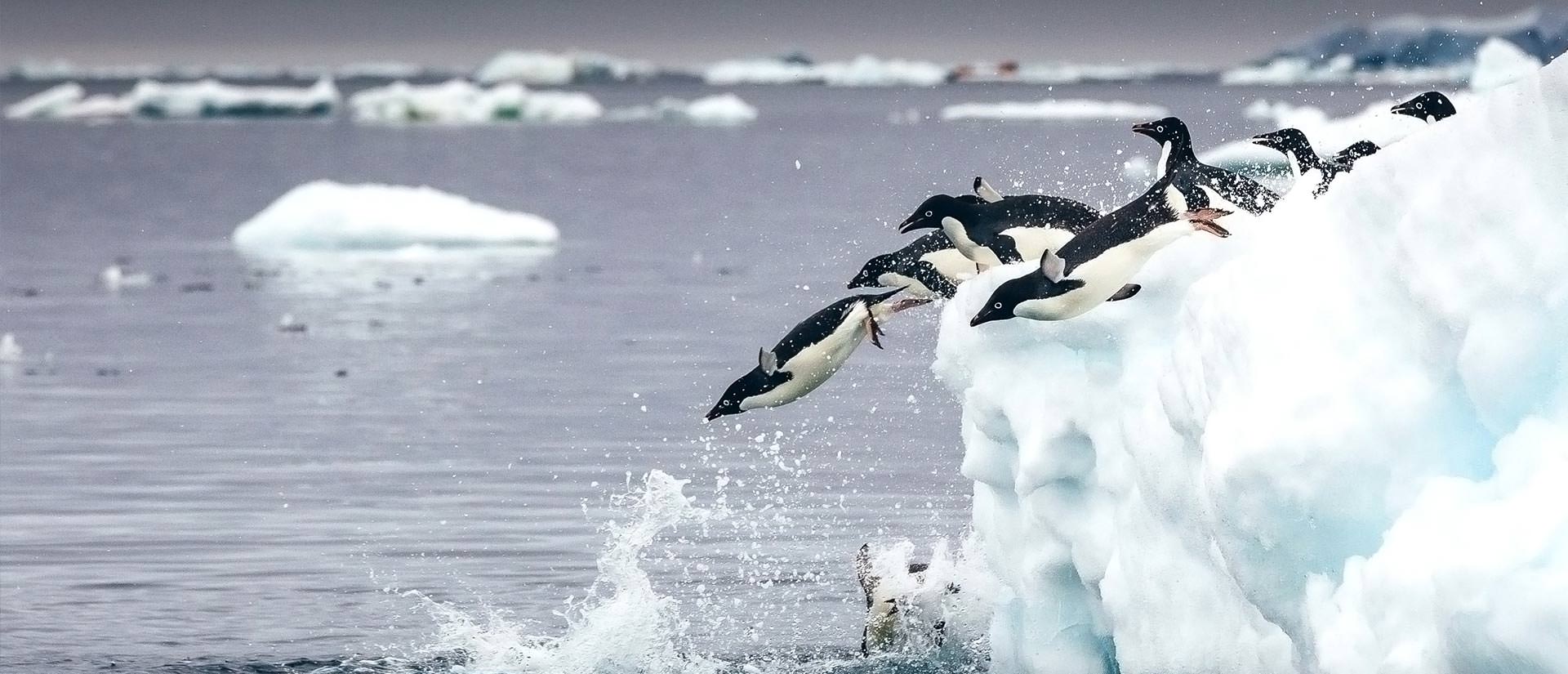 10 דברים שכדאי לדעת לפני שיוצאים לאנטארקטיקה