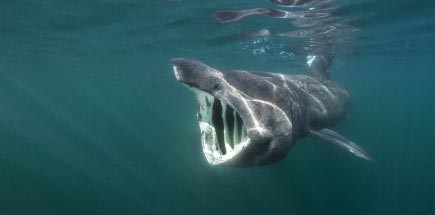 13 עובדות קטנות על כריש אחד ענק