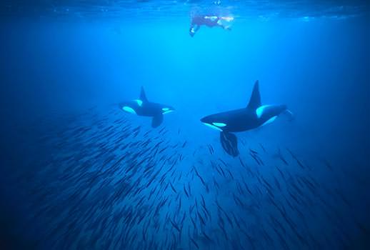 ספארי צלילה בנורבגיה - בעקבות לוויתנים קטנים
