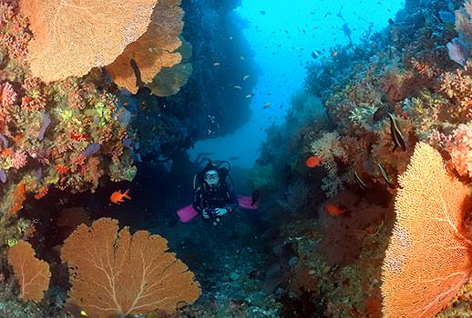 עושר תת ימי מרהיב בספארי צלילה במלדיביים | צילום: אמיר גור