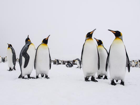 שייט לאנטארקטיקה, איי פוקלנד וג'ורג'יה הדרומית <BR> הפלגה אל מושבות הענק של הפינגווינים המלכותיים