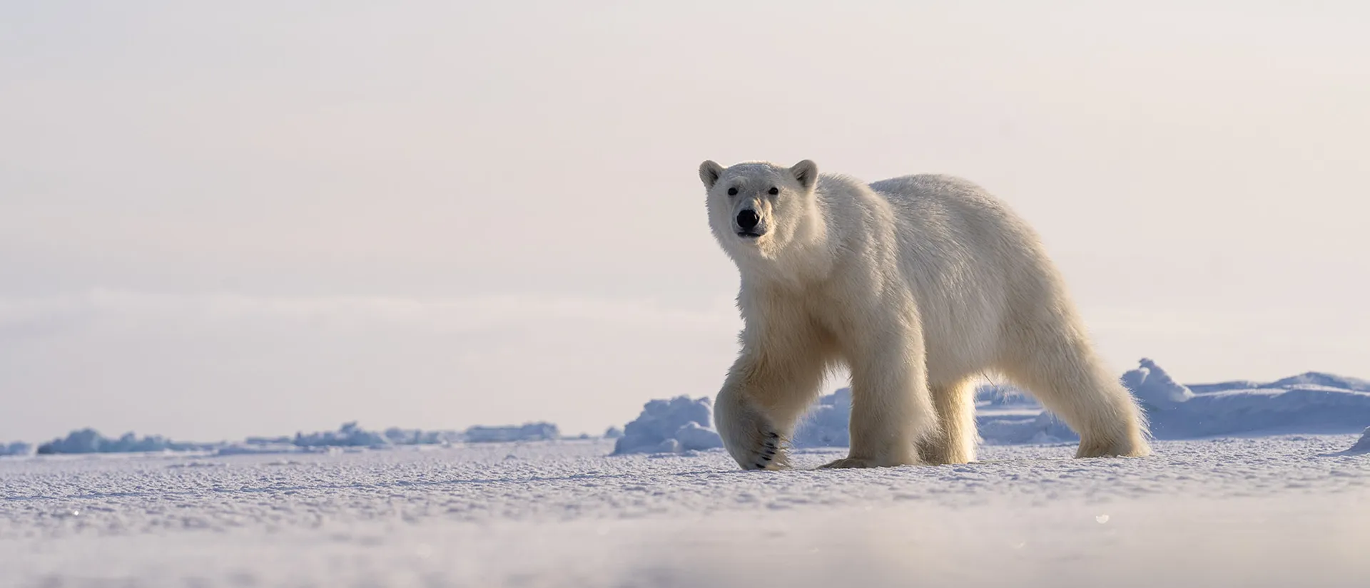 טיול לשפיצברגן - 9 ימים - ספארי צילום בספינה פרטית טיול לשפיצברגן - 9 ימים - ספארי צילום בספינה פרטית