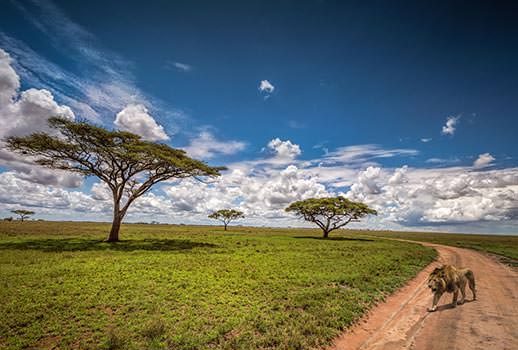 ספארי בטנזניה | צילום: אסף עמרן