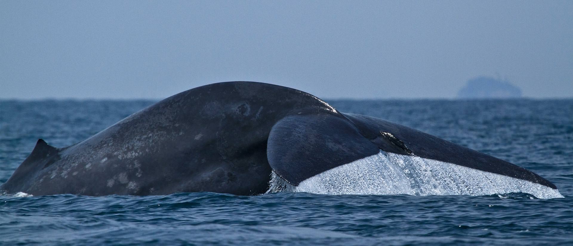 ספארי ימי בסרי לנקה - 14 יום - לווייתנים וטבע בסרי לנקה
