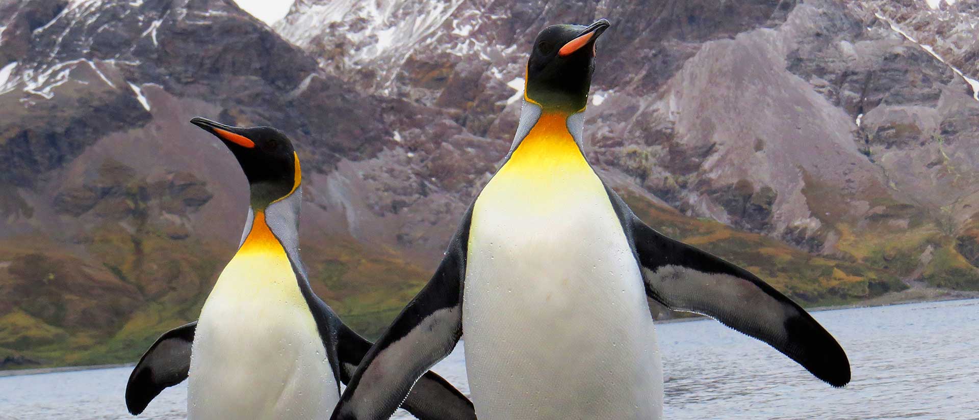 שייט מקיף לאנטארקטיקה - 21 יום - מסע צילום וטבע אל איי פוקלנד, ג׳ורג׳יה הדרומית ואנטארקטיקה