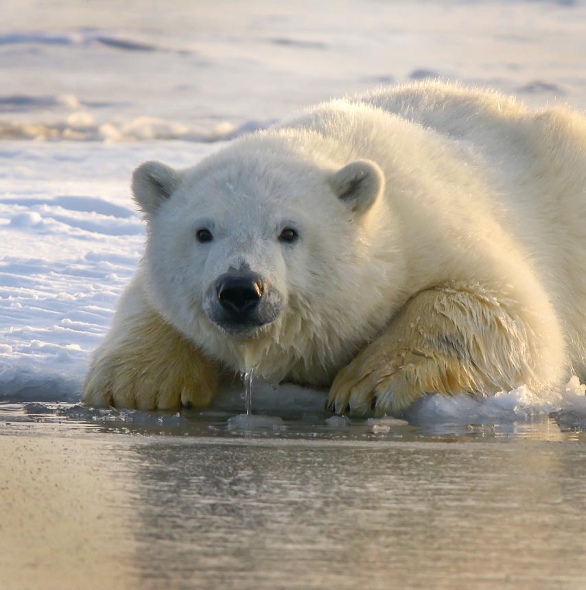 שפיצברגן - טיול לחוג הארקטי בדגש טבע