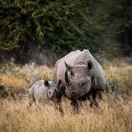 טיול מאורגן לדרום אפריקה בעקבות מאמצי השימור של חיות הבר