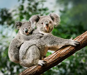 מה מצפה לכם בטיול לאוסטרליה?