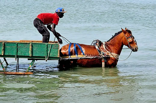 סנגל, גמביה וכף ורדה בעקבות הטיול הלבן סנגל, גמביה וכף ורדה בעקבות הטיול הלבן