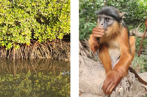 סנגל, גמביה וכף ורדה בעקבות הטיול הלבן סנגל, גמביה וכף ורדה בעקבות הטיול הלבן