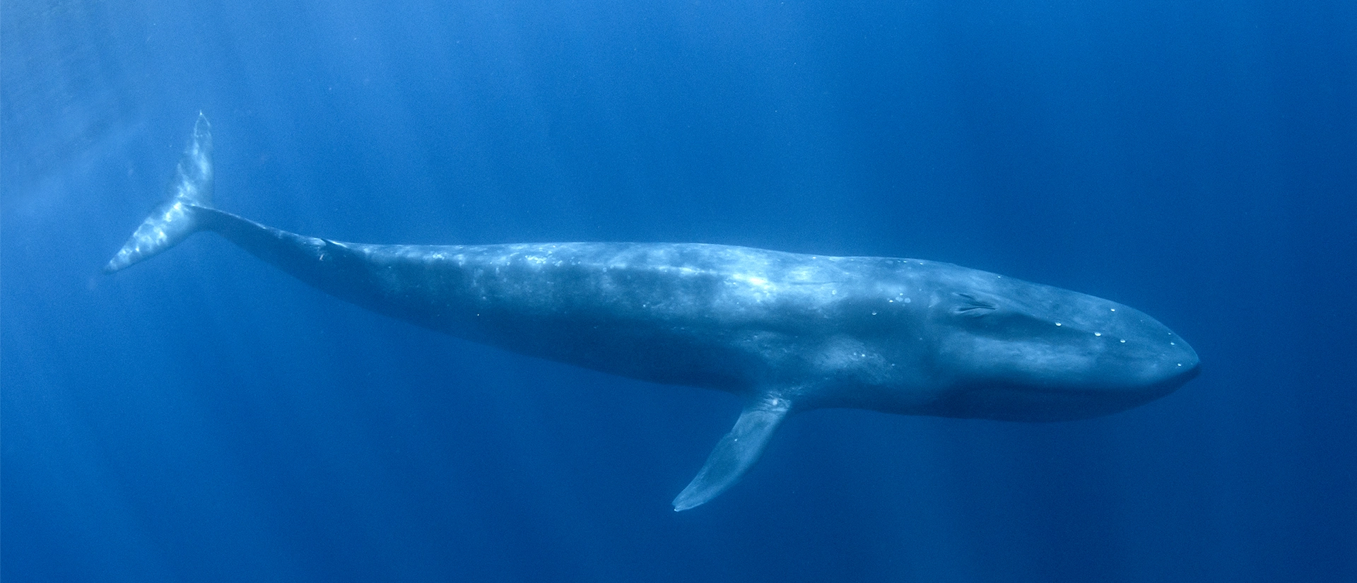 ספארי צלילה במזרח טימור - 14 יום - בעקבות לווייתנים כחולים