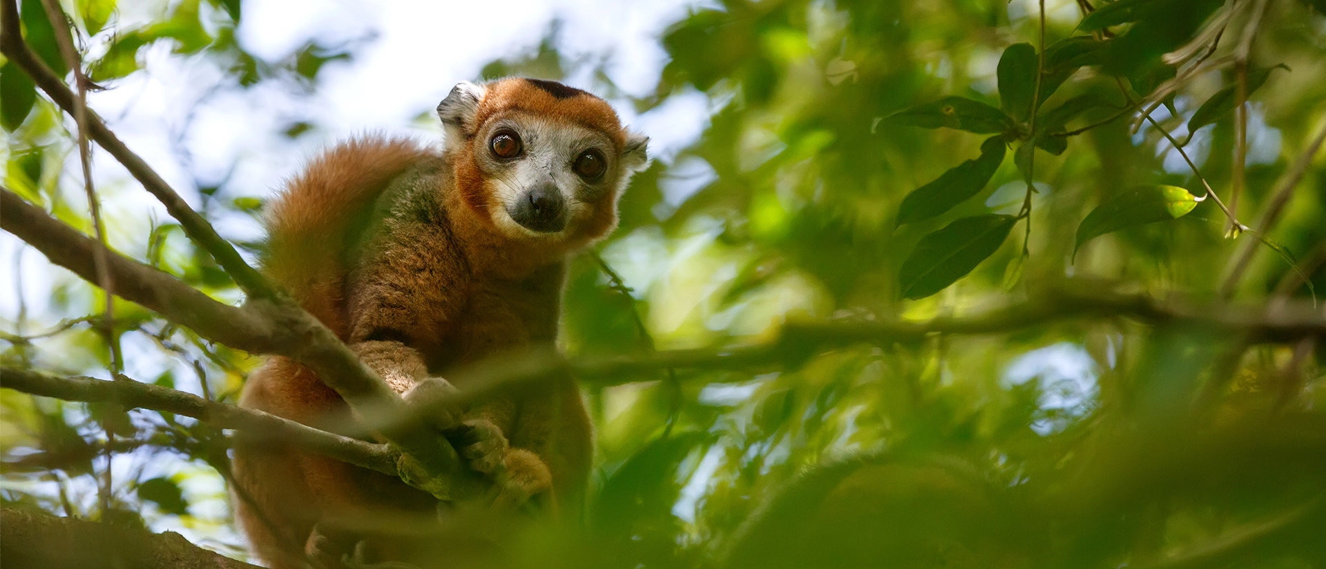 ספארי צלילה במדגסקר - 13 יום - ים וג'ונגל במדגסקר (המסלול המורחב)
