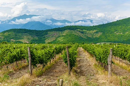 סמינר קולינרי תרבותי בגאורגיה עם נינו אבסדזה סמינר קולינרי תרבותי בגאורגיה עם נינו אבסדזה
