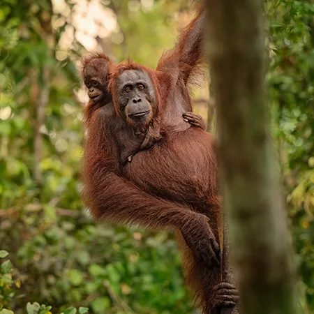 טיול לאינדונזיה - 14 יום - הטבע הפראי של אינדונזיה