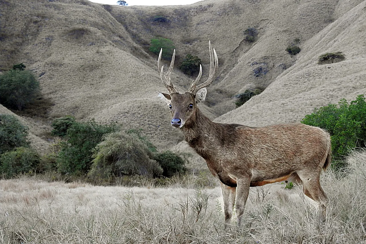 אייל טימור בשמורת קומודו, אינדונזיה | צילוםף אמיר גור אייל טימור בשמורת קומודו, אינדונזיה | צילוםף אמיר גור