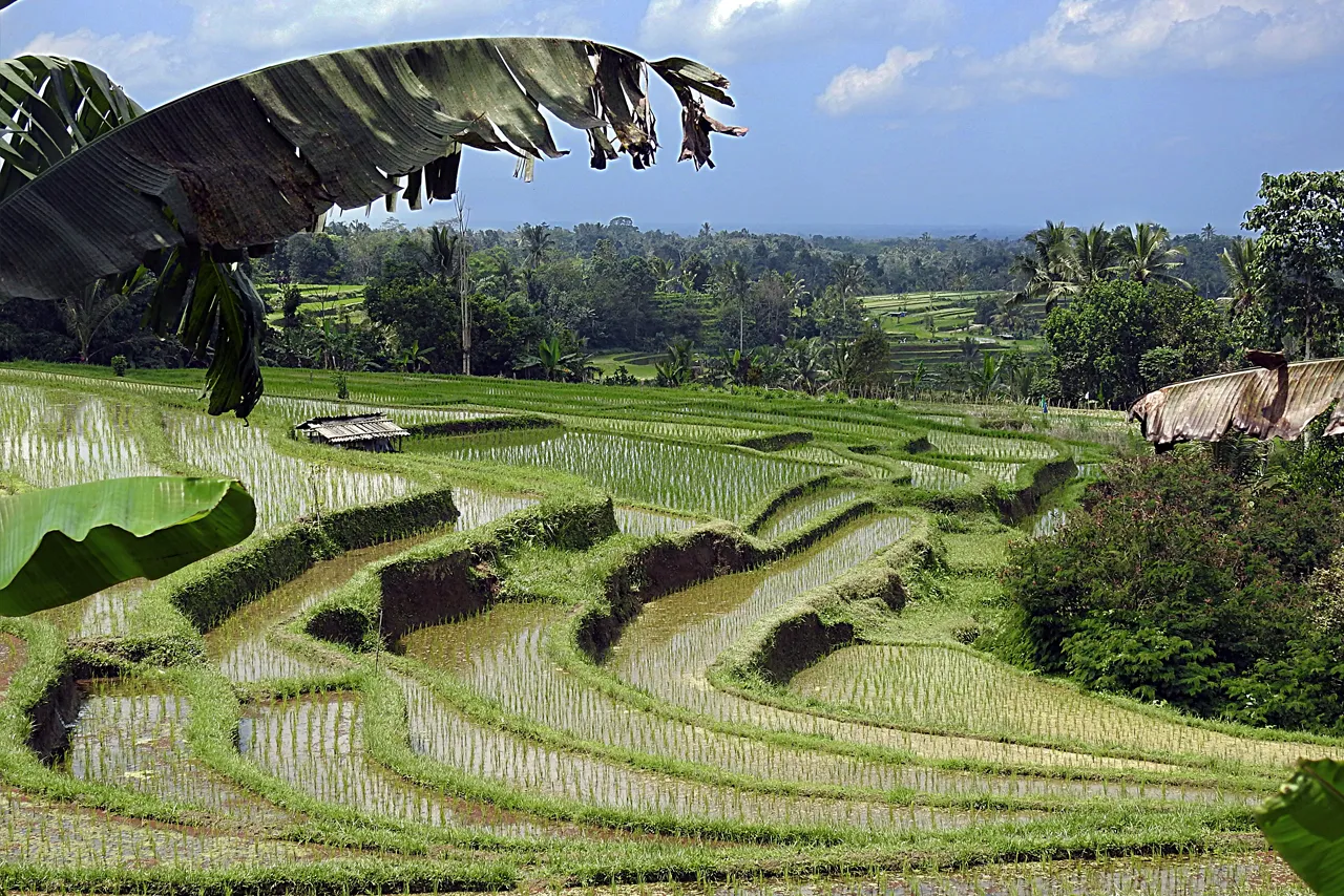 הטרסות של באלי, אינדונזיה | צילום: אמיר גור הטרסות של באלי, אינדונזיה | צילום: אמיר גור