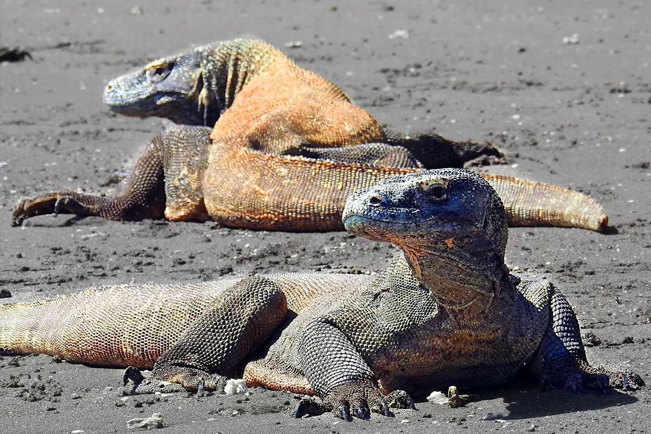 דרקוני קומודו באינדונזיה | צילום: אמיר גור דרקוני קומודו באינדונזיה | צילום: אמיר גור