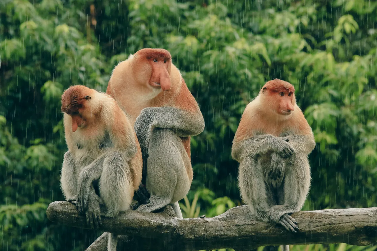 קופי חוטם בבורניאו, אינדונזיה קופי חוטם בבורניאו, אינדונזיה